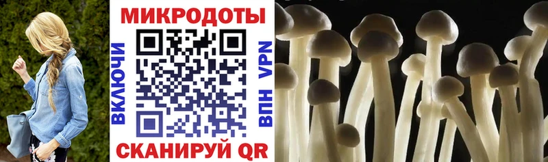 Псилоцибиновые грибы Psilocybine cubensis  Староминская 